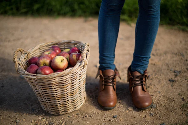 Person standing by apples in wicker basket — Stock Photo, Image