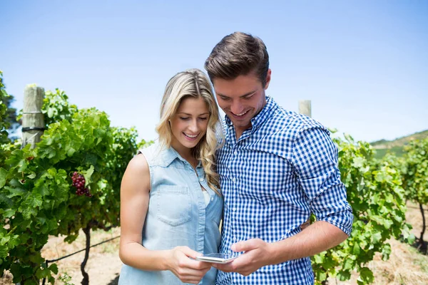 Couple using mobile phone at vineyard — Stock Photo, Image