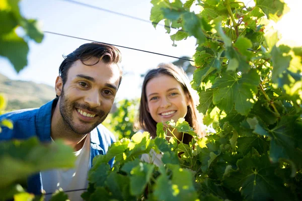 Sorrindo casal olhando através de plantas — Fotografia de Stock