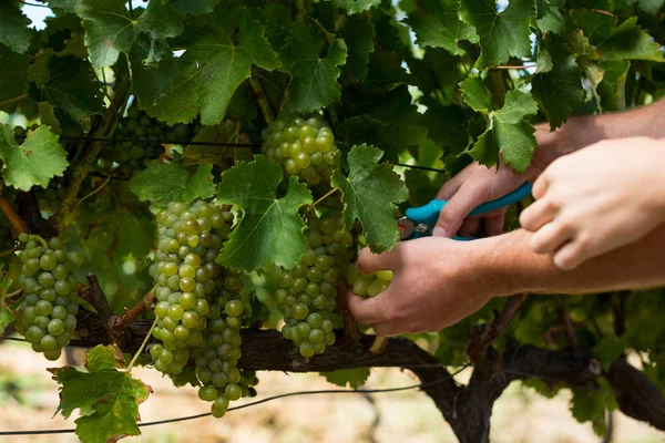 Pár segítségével metszőolló vineyard — Stock Fotó