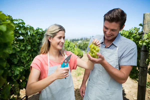 Пара держит виноград на винограднике — стоковое фото