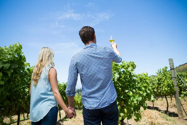 Pareja sosteniendo la viña en el viñedo — Foto de Stock