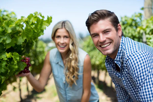 Pareja por uvas que crecen en el viñedo — Foto de Stock