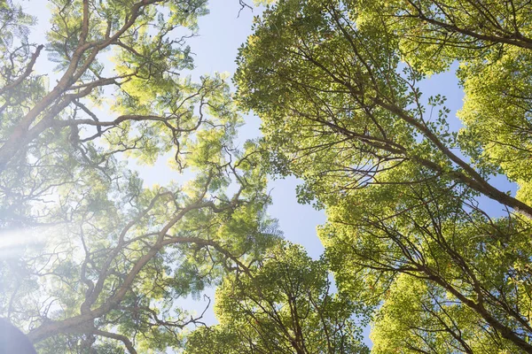 Luz del sol brillante que pasa a través de los árboles — Foto de Stock