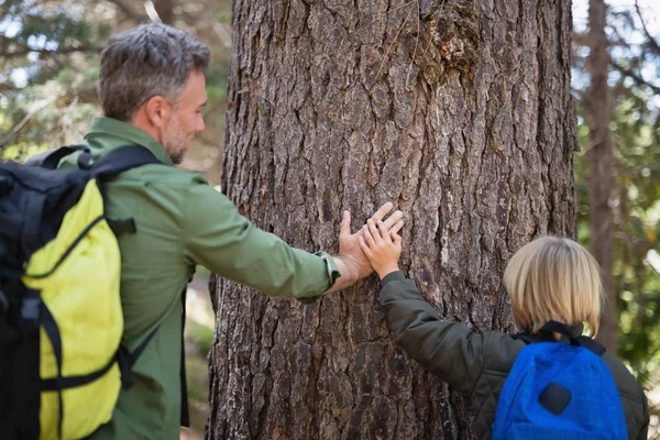 Padre e hijo tocando tronco de árbol en bosque —  Fotos de Stock