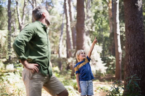 Pojke visar något till far i skogen — Stockfoto