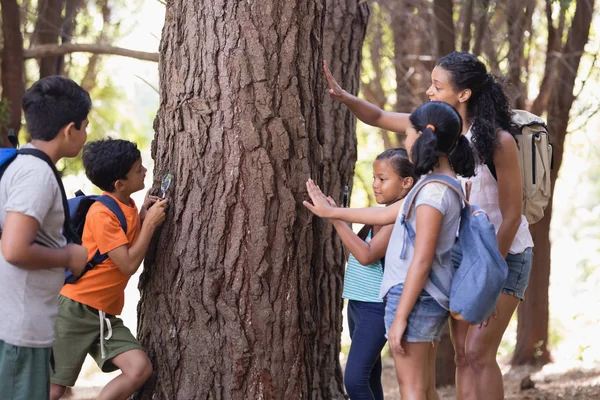 Tanár és a gyerekek, érintése a fatörzsek az erdő — Stock Fotó