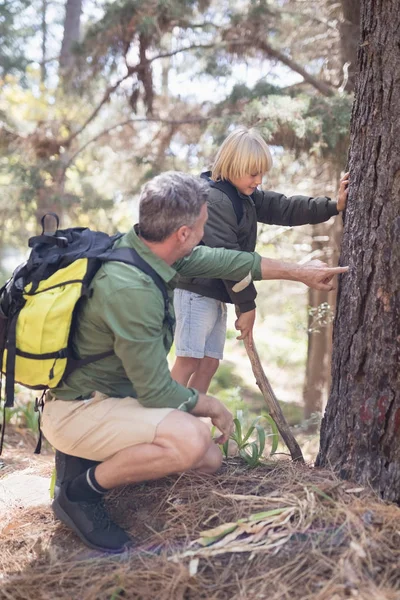 Fadern visar växt bark till son i skog — Stockfoto