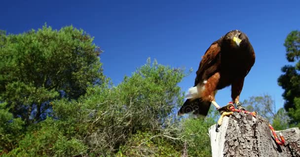 Falcon eagle zitstokken op boomstronk — Stockvideo