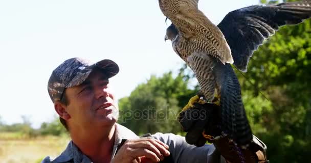 Falcon eagle zitstokken op mans hand — Stockvideo