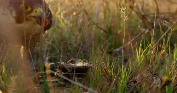 Falcon eagle eating meat — Stock Video