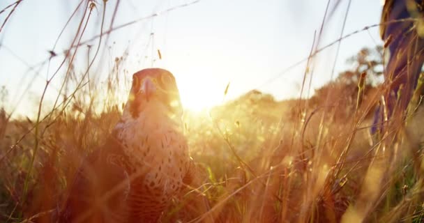 Falkenadler hockt auf einem Gras — Stockvideo