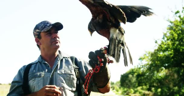 Falcon eagle perching on mans hand — Stock Video