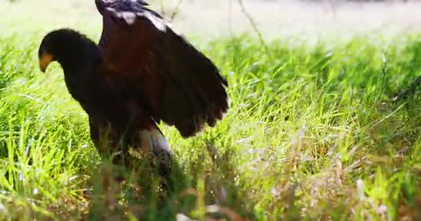 Falcon eagle perching on a green grass — Stock Video