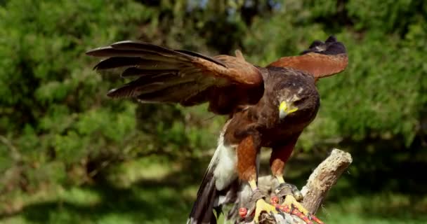 Falcon орел на відділення — стокове відео