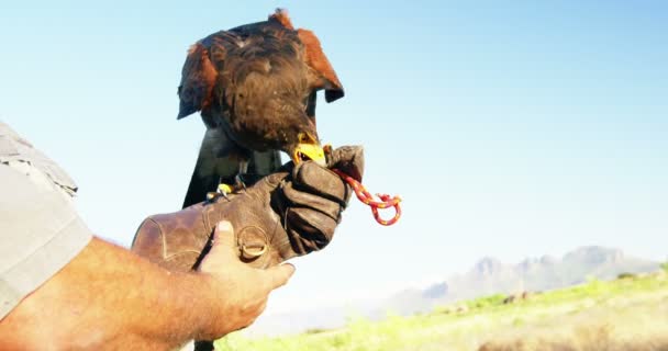 Homem alimentando águia falcão em sua mão — Vídeo de Stock
