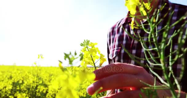 Gelukkig man permanent in mosterd veld — Stockvideo