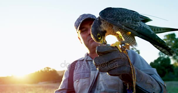 Homme nourrissant l'aigle faucon sur sa main — Video