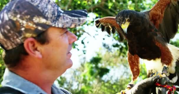 Águila halcón posada en la mano de los hombres — Vídeo de stock