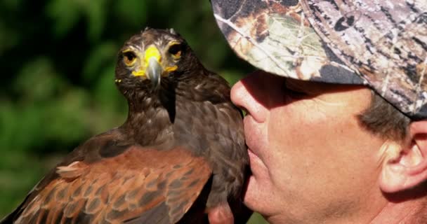 Man training a falcon eagle — Stock Video