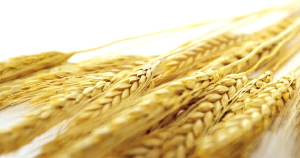 Wheat grains arranged on white background — Stock Video