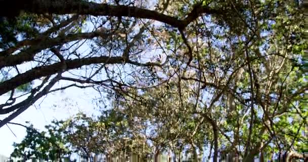 Tropisk skog med träd och himmel — Stockvideo