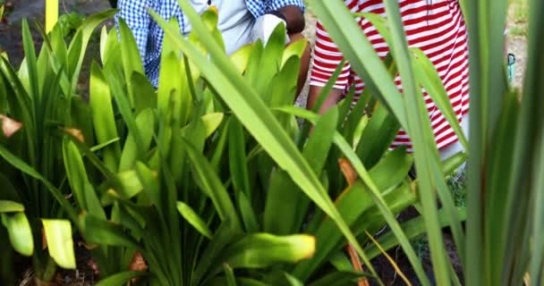 Couple sénior travaillant dans le jardin — Video