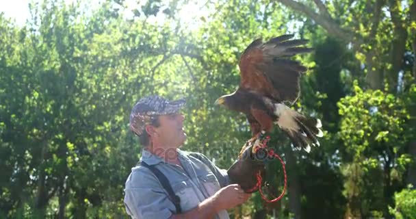 Falcon αετός perching επανδρώνει το χέρι — Αρχείο Βίντεο