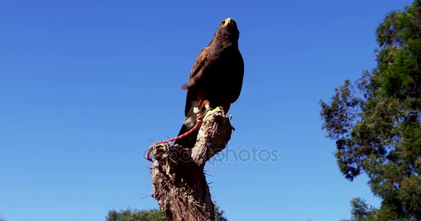 Falcon eagle perched on branch — Stock Video