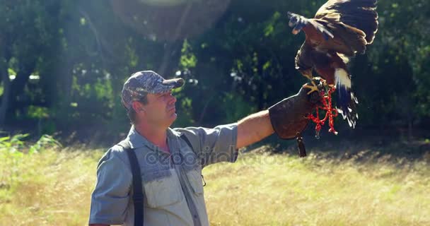 Falcon örn sittande på mans hand — Stockvideo