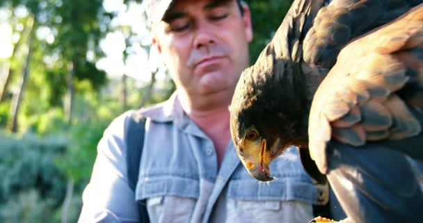 Homme nourrissant l'aigle faucon sur sa main — Video