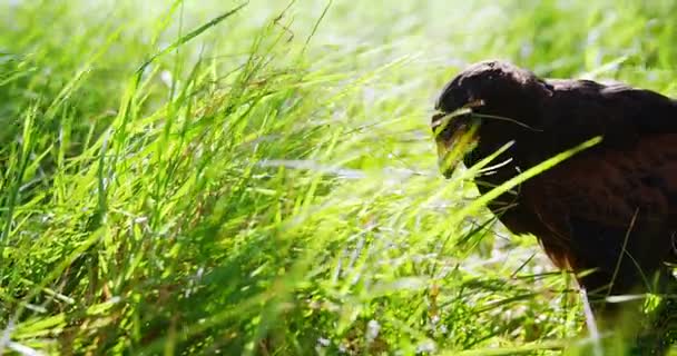Flacon águila posándose sobre hierba verde — Vídeo de stock