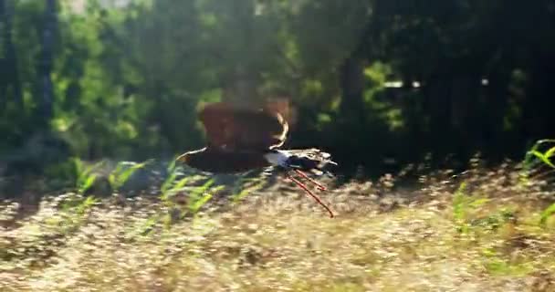 Falcon eagle zitstokken op mans hand — Stockvideo