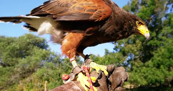 Falkenadler hockt auf Menschenhand — Stockvideo