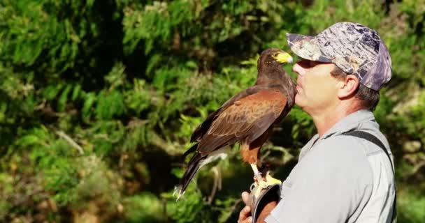 Hombre entrenando un halcón águila — Vídeo de stock