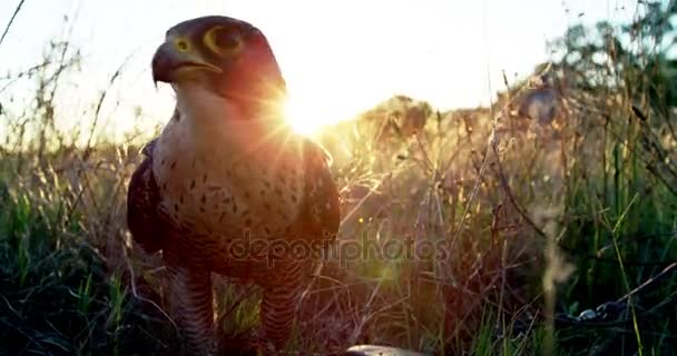 Falcon eagle zitstokken in een grasland — Stockvideo