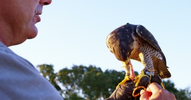 Man feeding falcon eagle on his hand — Stock Video