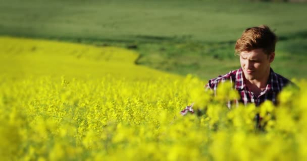 Homem andando no campo de mostarda — Vídeo de Stock