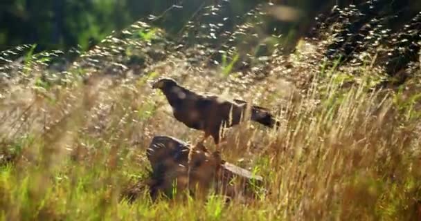 Flacon eagle perching on rock — Stock Video