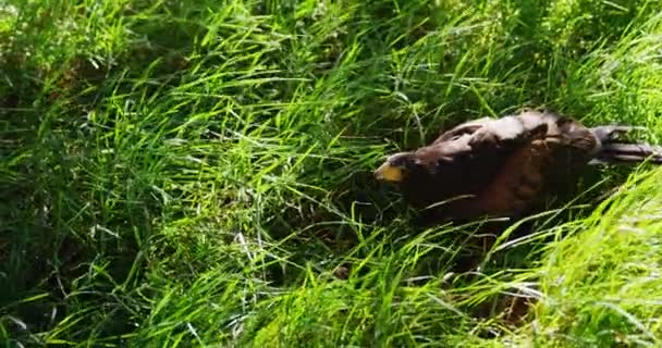 Сокол, сидящий на зеленой траве — стоковое видео