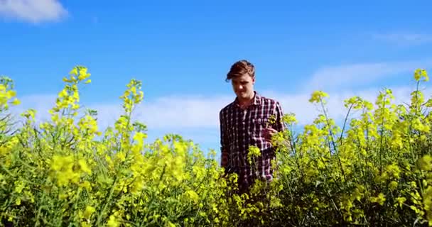Férfi sétált a mustár mezőt — Stock videók