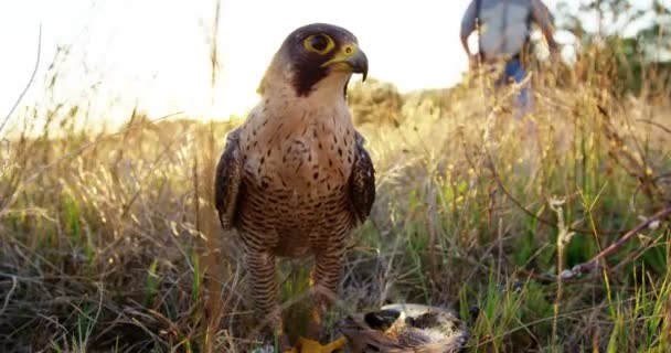 Águia-falcão a empoleirar-se num prado — Vídeo de Stock