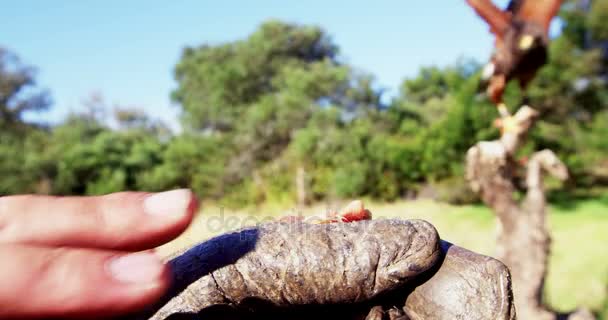 Águila halcón posada en la mano de los hombres — Vídeos de Stock