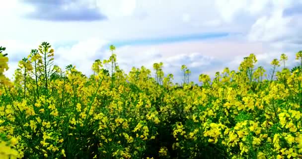 Uitzicht op prachtige mosterd veld — Stockvideo