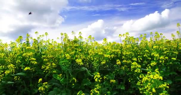 Vista del campo de mostaza — Vídeos de Stock