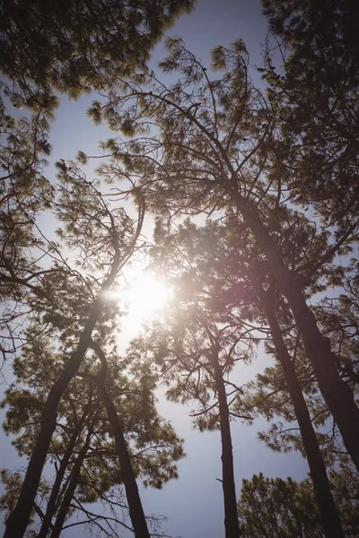 Árboles contra el cielo en día soleado — Foto de Stock