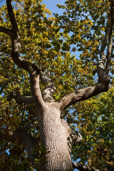 Árvore na floresta — Fotografia de Stock
