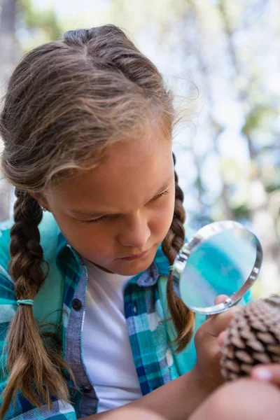 Dívka při pohledu na suché borovice kuželový — Stock fotografie