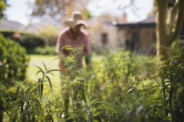 Seniorin macht Gartenarbeit — Stockfoto