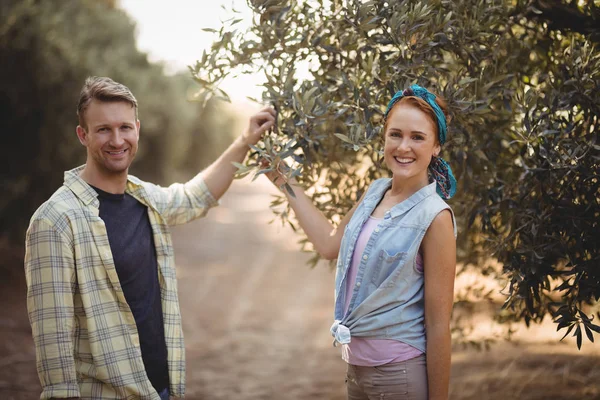 Couple exploitant un olivier debout à la ferme — Photo